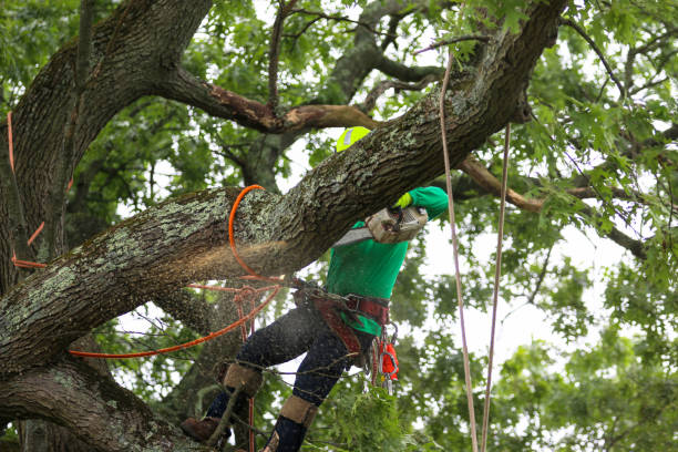 Reliable Hortonville, WI Tree Services Solutions